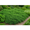 Jałowiec płożący Plumosa - Juniperus horizontalis Plumosa